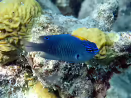 Pomacentrus indicus