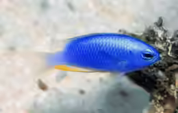 Pomacentrus micronesicus