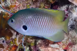 Pomacentrus nigromarginatus