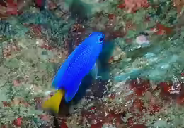 Pomacentrus similis