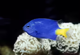 Pomacentrus trichrourus