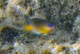 Pomacentrus wardi