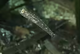 Pomatoschistus knerii