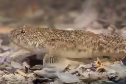 Pomatoschistus marmoratus