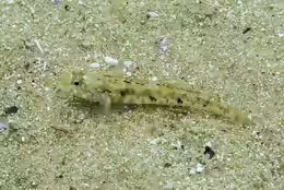 Pomatoschistus pictus
