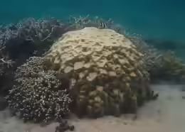 Porites lobata