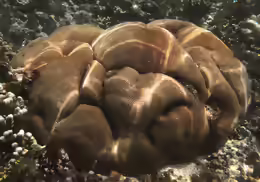 Porites solida