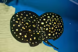Potamotrygon leopoldi