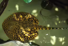 Potamotrygon tigrina