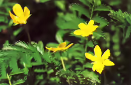 Potentilla anserina