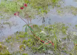 Potentilla palustris
