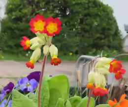 Primula veris