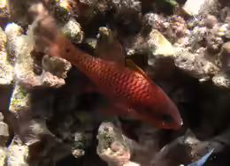 Pristiapogon kallopterus