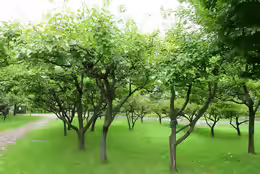 Prunus armenica