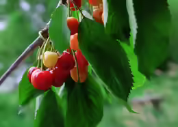 Prunus avium