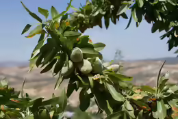 Prunus dulcis