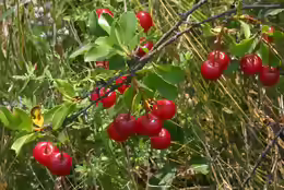 Prunus fruticosa