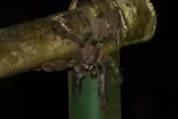 Psalmopoeus cambridgei