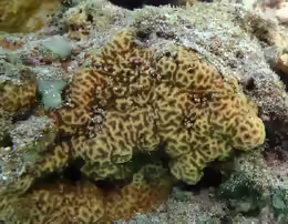 Psammocora profundacella