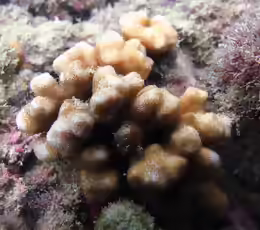 Psammocora stellata