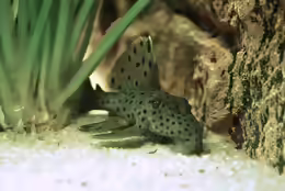 Pseudacanthicus spinosus