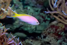 Pseudanthias bartlettorum