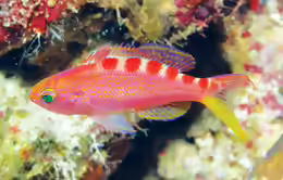 Pseudanthias flavoguttatus