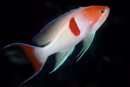 Pseudanthias rubrizonatus