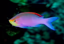 Pseudanthias tuka