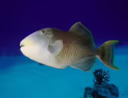 Pseudobalistes flavimarginatus