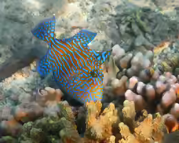 Pseudobalistes fuscus