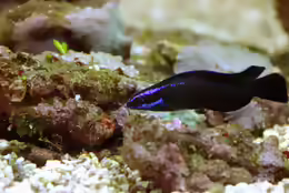 Pseudochromis springeri