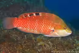 Pseudolabrus luculentus