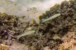 Ptereleotris microlepis