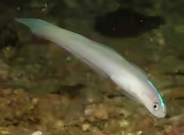 Ptereleotris randalli