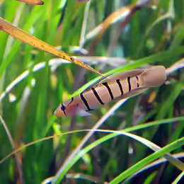Pterogobius elapoides