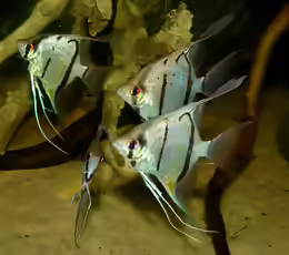Pterophyllum scalare
