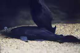 Pterygoplichthys disjunctivus