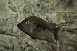 Ptychochromis grandidieri