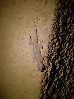 Ptyodactylus ragazzi