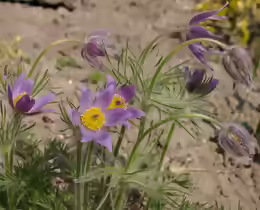 Pulsatilla vulgaris