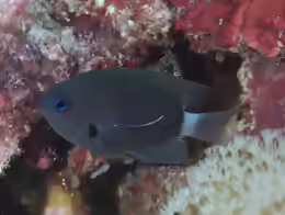 Pycnochromis delta