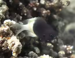 Pycnochromis fieldi