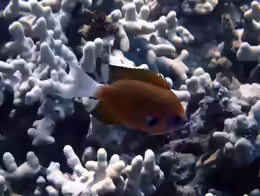 Pycnochromis hanui