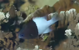 Pycnochromis iomelas