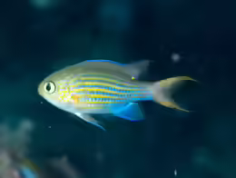 Pycnochromis lineatus