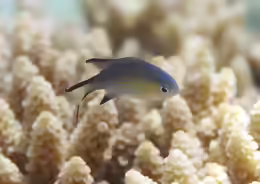 Pycnochromis nigrura