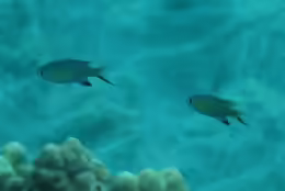Pycnochromis vanderbilti