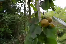 Pyrus pyrifolia