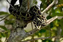 Python bivittatus